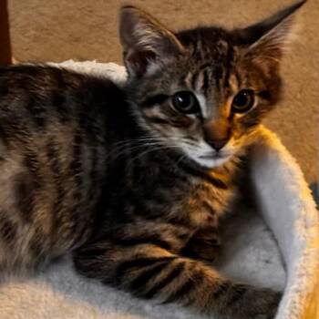 Mack -  Domestic Short Hair Cat for Adoption in Spokane, Washington - Mack | PetCurious