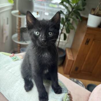 Bits -  Domestic Short Hair Cat for Adoption in Potomac, Maryland - Bits | PetCurious