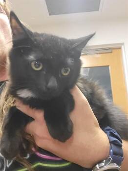 TUX -  Domestic Short Hair Cat for Adoption in Albuquerque, New Mexico - TUX | PetCurious