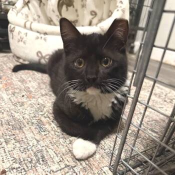 Jackson -  Domestic Short Hair Cat for Adoption in Newport News, Virginia - Jackson | PetCurious