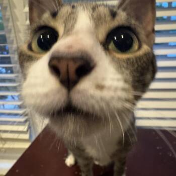 Tony -  Domestic Short Hair Cat for Adoption in West Springfield, Virginia - Tony | PetCurious
