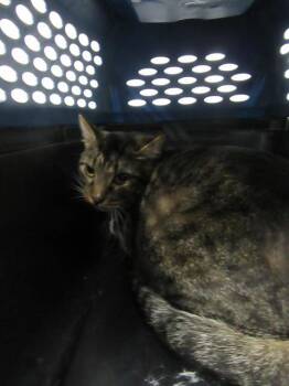 Rescue Domestic Short Hair Cats for Adoption in St. Peters, Missouri - A521350 | PetCurious