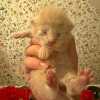 Dodecagon C10783 -  Domestic Short Hair Cat for Adoption - Dodecagon C10783 | PetCurious