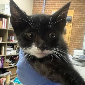 Yeti -  Domestic Short Hair Cat for Adoption in Birmingham, Alabama - Yeti | PetCurious