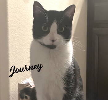 Rescue Tuxedo and Domestic Short Hair Cats for Adoption in Houston, Texas - Journey | PetCurious