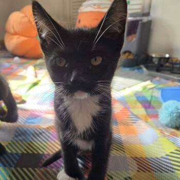 Rescue Domestic Short Hair Cats for Adoption in Skokie, Illinois - Hemingway | PetCurious