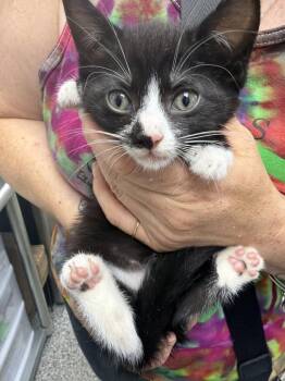 Cher -  Domestic Short Hair Cat for Adoption in Pomona, New York - Cher | PetCurious