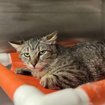 Domestic Short Hair Cats Available for Adoption in Salt Lake City, Utah - Fern | PetCurious