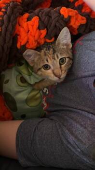 Domestic Short Hair Cats Available for Adoption in Ballwin, Missouri - Cyndi Lauper | PetCurious