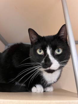 Rescue Domestic Short Hair Cats for Adoption in Webster, Wisconsin - Muffin | PetCurious