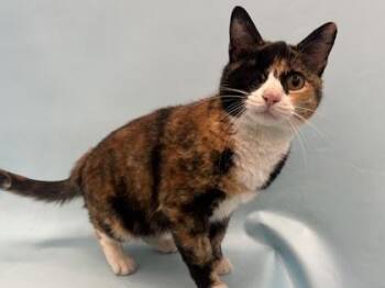 Gigi -  Domestic Short Hair Cat for Adoption in Woodbury, Minnesota - Gigi | PetCurious