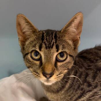 Iron Man -  Domestic Short Hair Cat for Adoption in Chattanooga, Tennessee - Iron Man | PetCurious