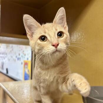 Bandit -  Domestic Short Hair Cat for Adoption in Sonora, California - Bandit | PetCurious
