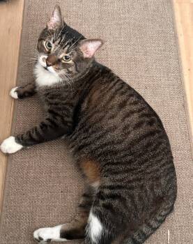 Domestic Short Hair Cats Available for Adoption in Sterling, Massachusetts - Kitty Bats 2 Years Male AVAILABLE 4/15 | PetCurious