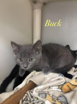Buck -  Domestic Short Hair Cat for Adoption in Cambridge, Maryland - Buck | PetCurious