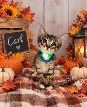 Carl -  Tabby Cat for Adoption in Tavares, Florida - Carl | PetCurious