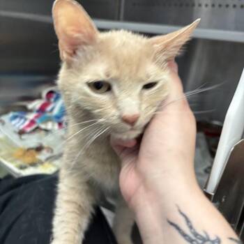Gus -  Domestic Short Hair Cat for Adoption in Pittsburgh, Pennsylvania - Gus | PetCurious