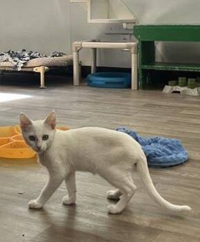 Kitten 28057 (Butters) -  Turkish Angora Cat for Adoption in Parlier, California - Kitten 28057 (Butters) | PetCurious