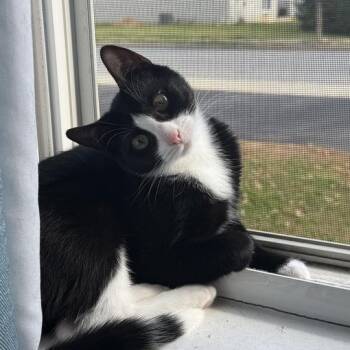 Rescue Tuxedo and Domestic Short Hair Cats for Adoption in New York, New York - RAMBLE -- The Tilted Treasure | PetCurious