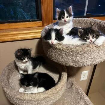 Buster C70308 -  Domestic Long Hair Cat for Adoption in Minnetonka, Minnesota - Buster C70308 | PetCurious