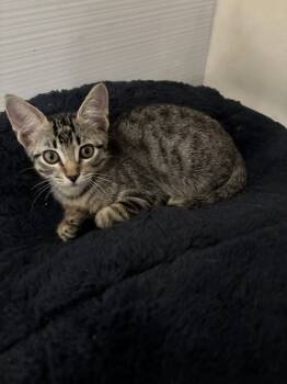 Rescue Tabby and Domestic Short Hair Cats for Adoption in Dallas, Texas - Bowie | PetCurious
