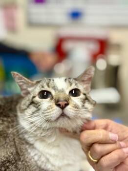 Rescue Siamese and Domestic Short Hair Cats for Adoption in Fort Lauderdale, Florida - Peanut | PetCurious