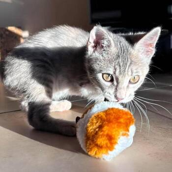 Reina -  Domestic Short Hair Cat for Adoption in Hemet, California - Reina | PetCurious