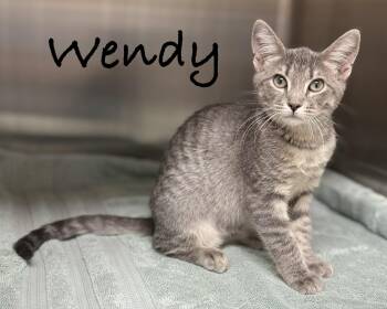 Wendy -  Domestic Short Hair Cat for Adoption in Pawleys Island, South Carolina - Wendy | PetCurious