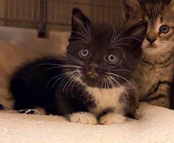 Rescue Domestic Short Hair Cats for Adoption in Morton Grove, Illinois - Smores | PetCurious