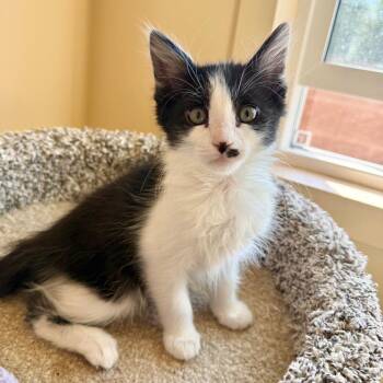 Domestic Short Hair Cats Available for Adoption - John Paul | PetCurious