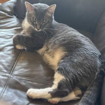 Milo -  Domestic Short Hair Cat for Adoption in Dubuque, Iowa - Milo | PetCurious