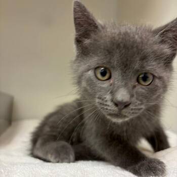 71387 -  Domestic Short Hair Cat for Adoption in Harrisonburg, Virginia - 71387 | PetCurious