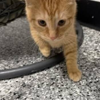 Penny -  Domestic Short Hair Cat for Adoption in Bryan, Ohio - Penny | PetCurious