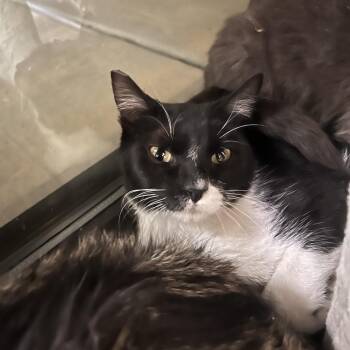 Domestic Short Hair Cats Available for Adoption - Bagel | PetCurious