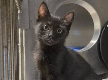 JANE -  Domestic Short Hair Cat for Adoption in Martinez, California - JANE | PetCurious