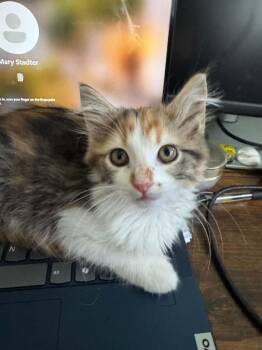 Polly -  Calico Cat for Adoption in Arnold, Missouri - Polly | PetCurious