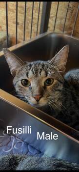 Fusilli -  Domestic Short Hair Cat Available for Adoption in Sneads Ferry, North Carolina - Fusilli | PetCurious