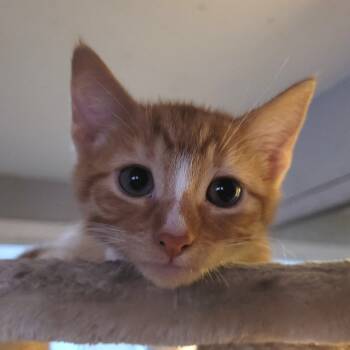 Rescue Domestic Short Hair Cats for Adoption in Los Angeles, California - Xavier | PetCurious