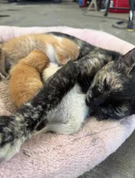 Rescue Tortoiseshell Cats for Adoption in Huntington Beach, California - Mama And Her Kittens | PetCurious