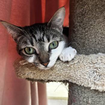 Eartha -  Tabby Cat for Adoption in Maple Ridge, British Columbia - Eartha | PetCurious