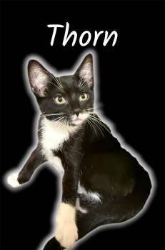 Thorn  -  Domestic Short Hair Cat Available for Adoption in Auburn, California - Thorn  | PetCurious
