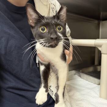 Lillie -  Domestic Short Hair Cat for Adoption in Indianapolis, Indiana - Lillie | PetCurious