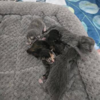 Rainforest Cafe C11490 -  Domestic Medium Hair Cat for Adoption - Rainforest Cafe C11490 | PetCurious