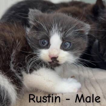 Rustin -  Domestic Short Hair Cat for Adoption in Bentonville, Arkansas - Rustin | PetCurious