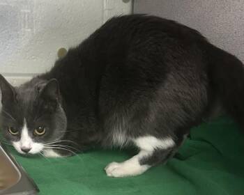 Domestic Short Hair Cats Available for Adoption - *Espresso* | PetCurious