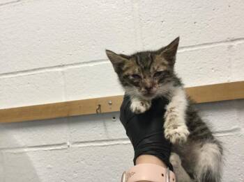 Domestic Short Hair Cats Available for Adoption in Thousand Palms, California - ZEUS | PetCurious