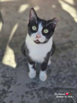 Missy -  Domestic Short Hair Cat for Adoption in Shakespeare, Ontario - Missy | PetCurious