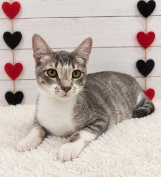 Butter -  Domestic Medium Hair Cat for Adoption in Corpus Christi, Texas - Butter | PetCurious