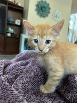 Finnick -  Tabby Cat for Adoption in Albuquerque, New Mexico - Finnick | PetCurious