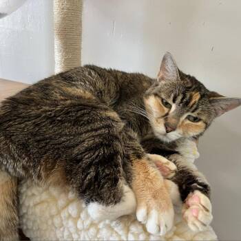 Rescue Domestic Short Hair Cats for Adoption in Morgan Hill, California - Magnolia | PetCurious